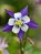columbine