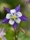 columbine
